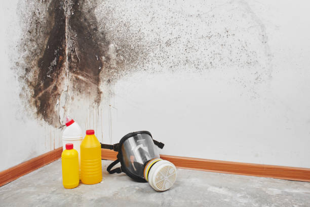 Mold Testing and Removal in South Point, OH