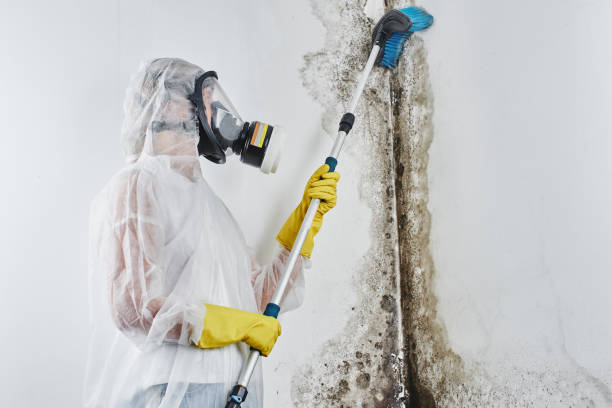 Best Attic Mold Removal  in South Point, OH