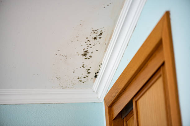 Best Black Mold Removal  in South Point, OH