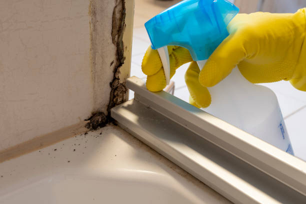Best Mold Removal Specialists  in South Point, OH