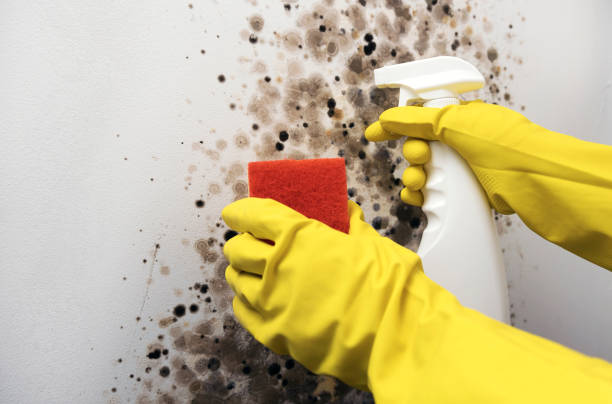 Best Home Mold Removal  in South Point, OH