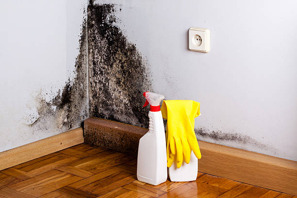 Mold Testing and Removal in South Point, OH