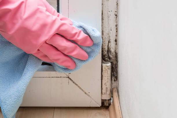 Best Residential Mold Removal  in South Point, OH